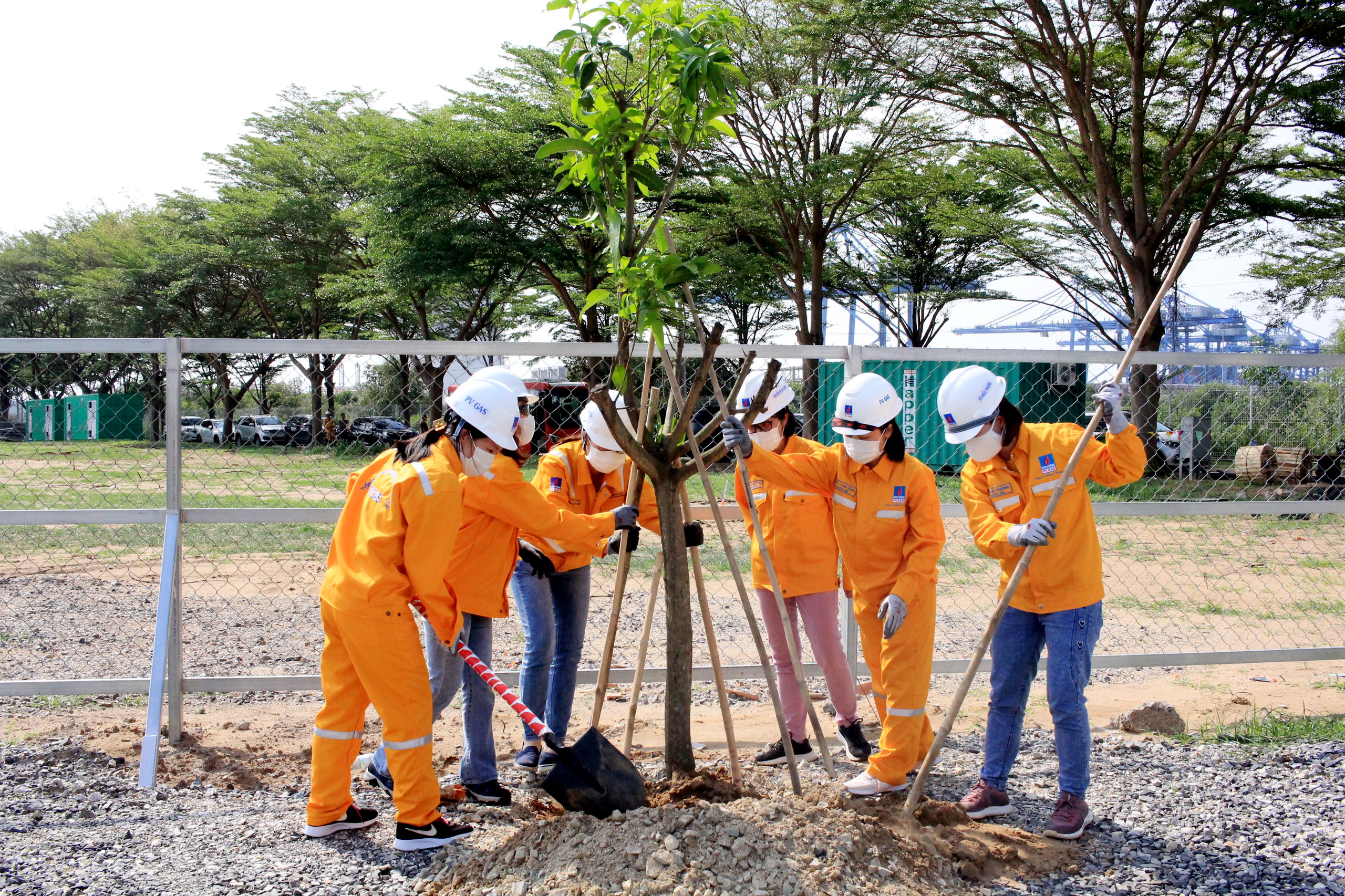 Lựa chọn những mẫu cây phát triển nhanh, tạo bóng mát, tránh sâu bọ để góp màu xanh cho môi trường Dự án